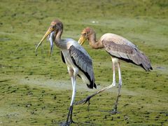 Mycteria leucocephala