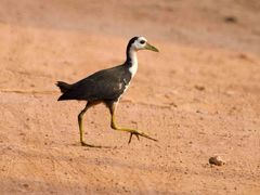 Amaurornis phoenicurus