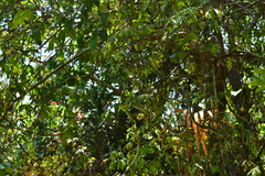 Dendrelaphis grandoculis