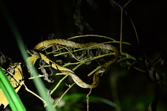 Dendrelaphis grandoculis
