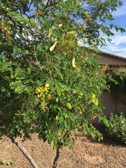 Erythrostemon mexicanus