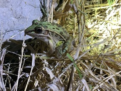 Lithobates blairi