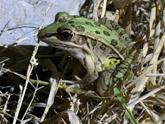 Lithobates blairi