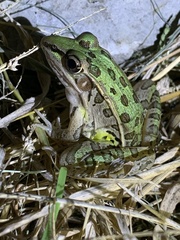 Lithobates blairi