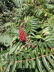 Rhus typhina