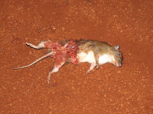 Steere's Spiny-rat
