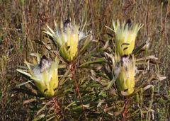 Protea longifolia