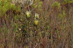 Protea longifolia