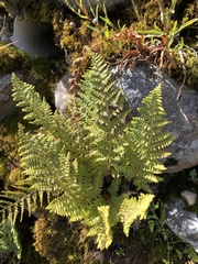 Dryopteris komarovii