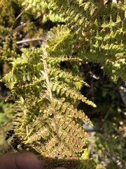 Dryopteris komarovii