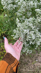 Eupatorium altissimum