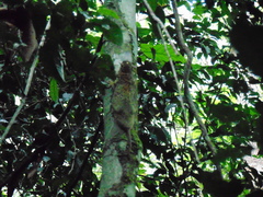 Anomalurus beecrofti