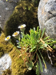 Erigeron morrisonensis morrisonensis