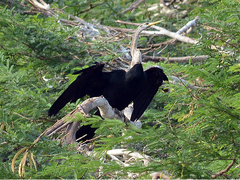 Anhinga melanogaster