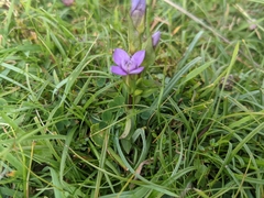 Gentianella campestris
