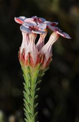 Erica ampullacea obbata