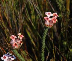 Erica ampullacea obbata