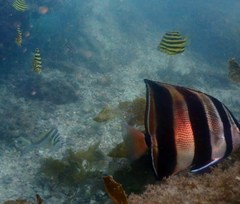 Chelmonops truncatus