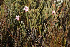 Erica ampullacea obbata