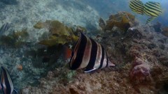 Chelmonops truncatus