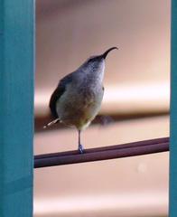 Cinnyris chalybeus subalaris