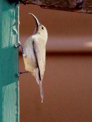 Cinnyris chalybeus subalaris