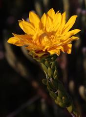 Lachnaea aurea