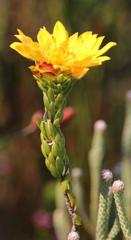 Lachnaea aurea