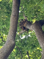 Sciurus carolinensis