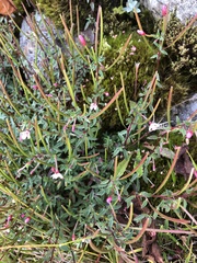 Epilobium hohuanense