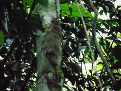 Anomalurus beecrofti