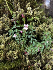 Epilobium hohuanense