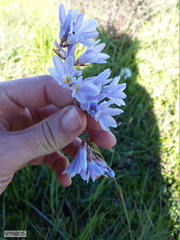 Ixia rapunculoides