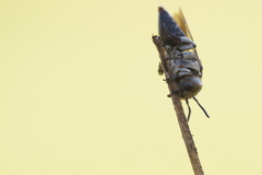 Coelioxys afer