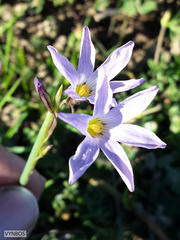 Ixia rapunculoides