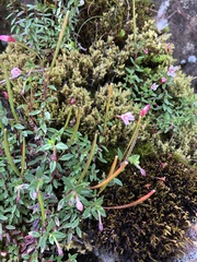 Epilobium hohuanense