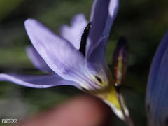 Ixia rapunculoides