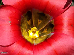 Romulea sabulosa