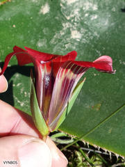Romulea sabulosa
