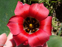 Romulea sabulosa