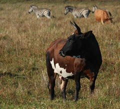 Bos indicus × taurus