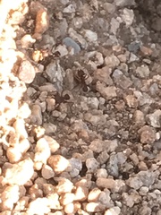 Acromyrmex versicolor