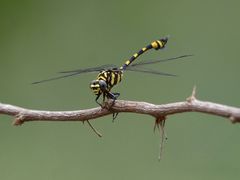 Ictinogomphus rapax