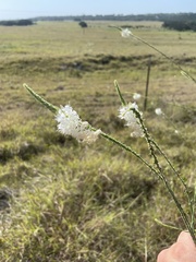Oenothera glaucifolia