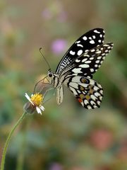 Papilio demoleus