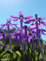 Lapeirousia oreogena