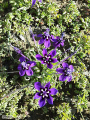 Lapeirousia oreogena