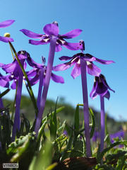 Lapeirousia oreogena