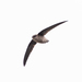Vaux's Swift - Photo (c) Nancy Palmer, some rights reserved (CC BY-NC), uploaded by Nancy Palmer