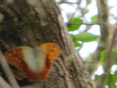 Charaxes varanes varanes